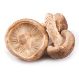 Pilze Shiitake