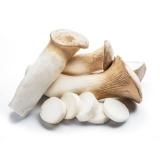 Pilze Kräuterseitling