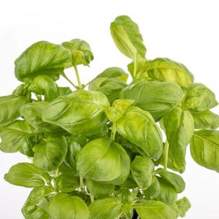 Basilikum XL im Topf samenfest T15