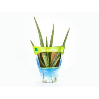Aloe vera | im 11er-Topf