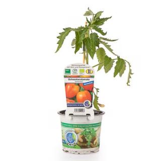 Jungpfl. Tomate Ochsenherz T12