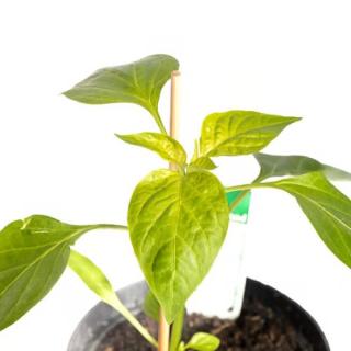 Jungpfl. Paprika T12