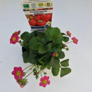 Erdbeerpflanze, immertragend T12