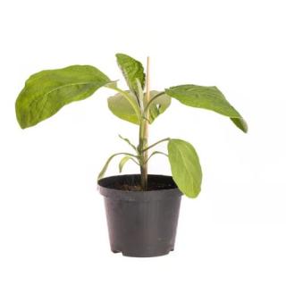 Jungpfl. Aubergine (Zora) samenfest T12