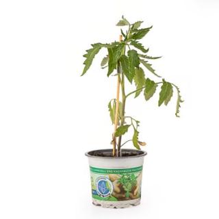 Jungpfl. Tomate "Moneymaker" T12