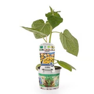 Jungpfl. Physalis samenfest T12