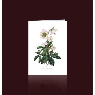Grußkarte Christrose